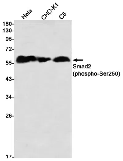 Phospho-Smad2 (Ser250) Rabbit Monoclonal Antibody - Size: 100µl