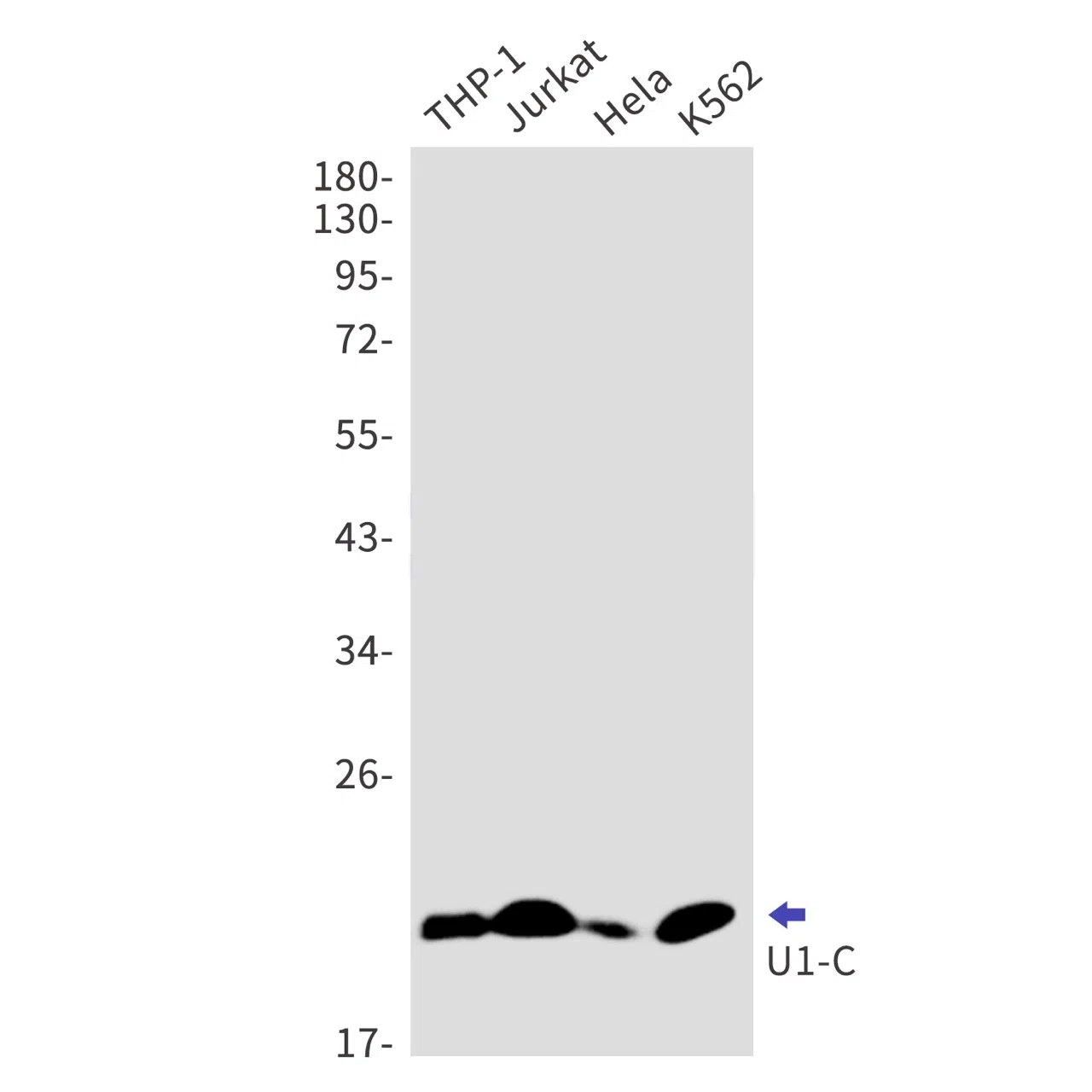 U1-C Rabbit Monoclonal Antibody - Size: 100µl