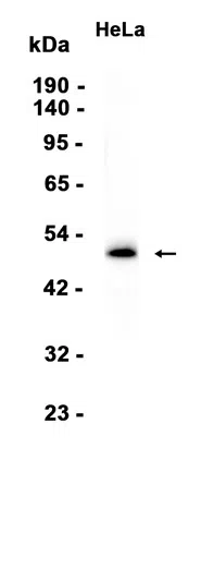 PTPN1 Rabbit Monoclonal Antibody - Size: 100µl