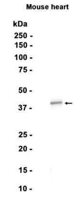 PON2 Rabbit Monoclonal Antibody - Size: 100µl