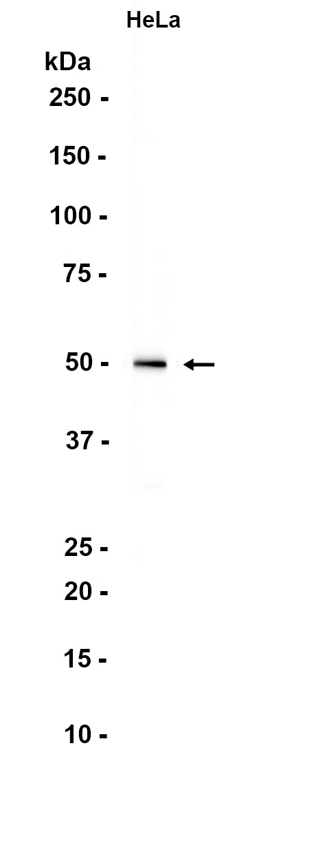 PIGU Rabbit Monoclonal Antibody - Size: 100µl