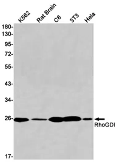 RhoGDI Rabbit Monoclonal Antibody - Size: 100µl