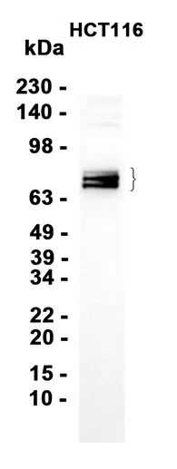 Phospho-PAK4 (Ser474)/PAK5 (Ser602)/PAK6 (Ser560) Rabbit Monoclonal Anti