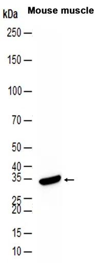 Transcription Initiation Factor IIB Rabbit Monoclonal Antibody - Size: 1