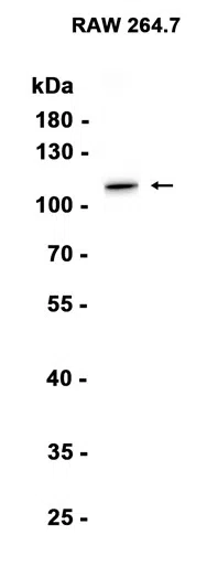 MVP Rabbit Monoclonal Antibody - Size: 50µl
