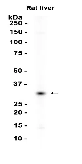 MyD88 Rabbit Monoclonal Antibody - Size: 100µl