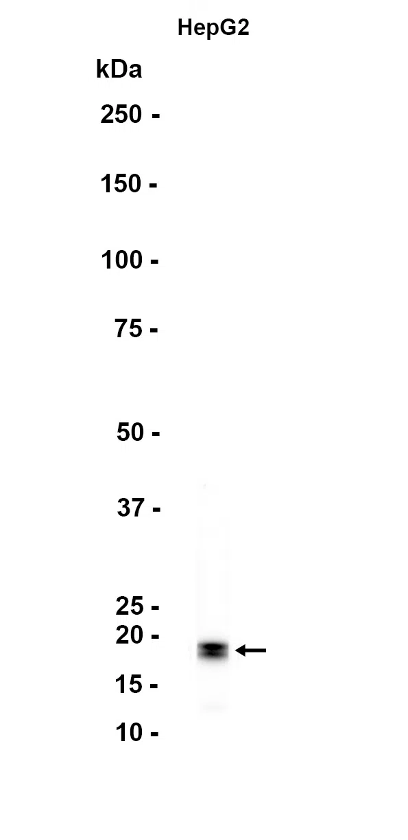 MAX Rabbit Monoclonal Antibody - Size: 50µl