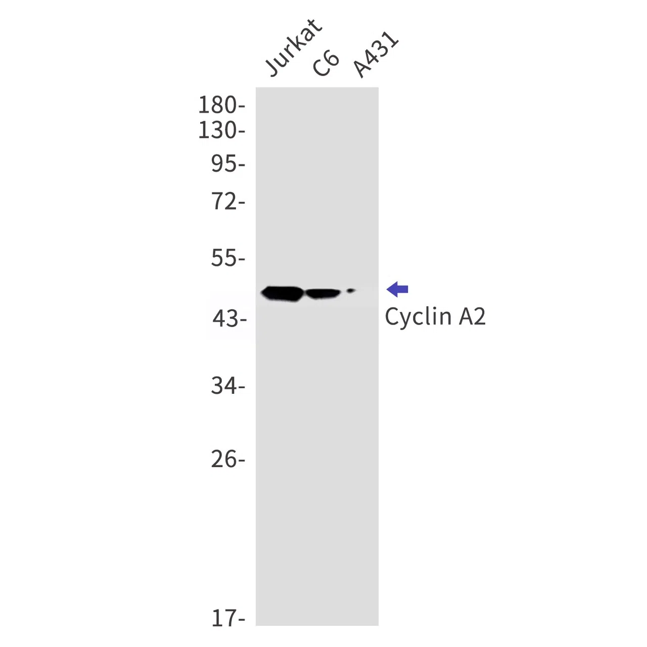 Cyclin A2 Rabbit Monoclonal Antibody - Size: 100µl