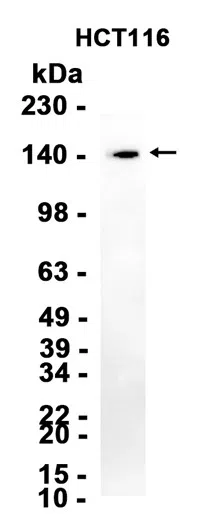 KDM3A Rabbit Monoclonal Antibody