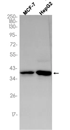 EIF2S1 Rabbit Monoclonal Antibody
