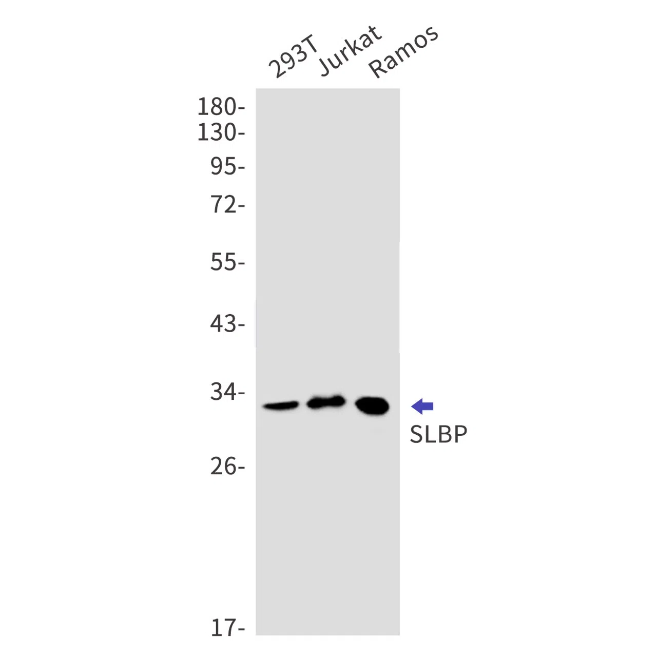 SLBP Rabbit Monoclonal Antibody - Size: 100µl