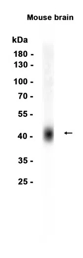 ATP1B2 Rabbit Monoclonal Antibody - Size: 50µl