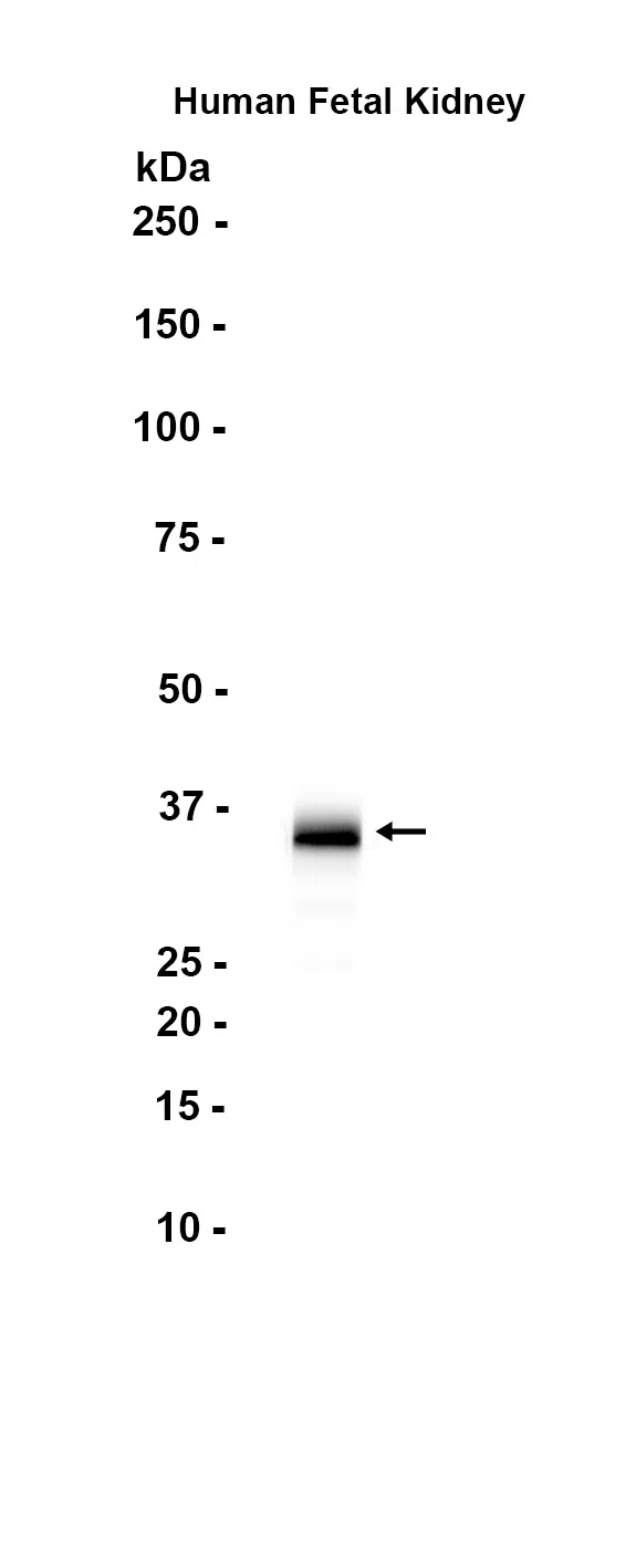 ASPA Rabbit Monoclonal Antibody - Size: 100µl
