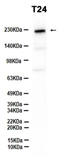 C3 Rabbit Monoclonal Antibody