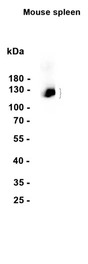 ANO6 Rabbit Monoclonal Antibody