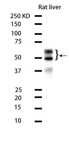 AHSG Rabbit Monoclonal Antibody - Size: 100µl