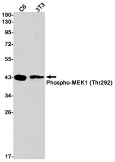 Phospho-MEK1 (Thr292) Rabbit Monoclonal Antibody - Size: 50µl