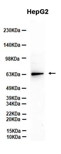 RPA70 Rabbit Monoclonal Antibody - Size: 50µl