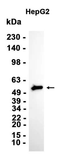 CAP2 Rabbit Monoclonal Antibody - Size: 100µl