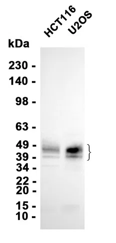 CA12 Rabbit Monoclonal Antibody