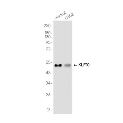 KLF10 Rabbit Monoclonal Antibody - Size: 50µl