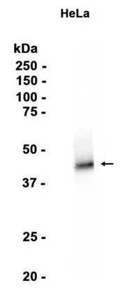 FSTL1 Rabbit Monoclonal Antibody - Size: 50µl