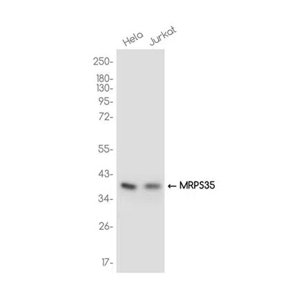 MRPS35 Rabbit Monoclonal Antibody - Size: 100µl