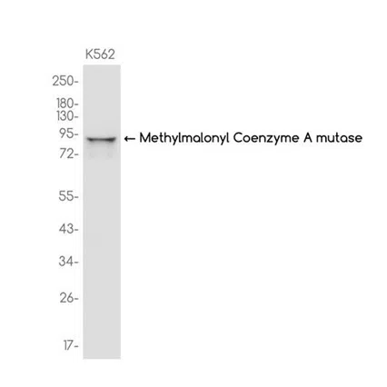 Methylmalonyl Coenzyme A mutase Rabbit Monoclonal Antibody - Size: 50µl