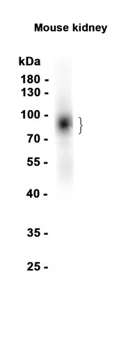 SIGIRR Rabbit Monoclonal Antibody - Size: 50µl