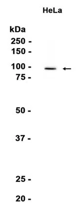 XPB Rabbit Monoclonal Antibody - Size: 50µl