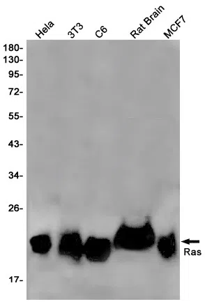 RAS Rabbit Monoclonal Antibody - Size: 100µl