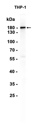 MRC2 Rabbit Monoclonal Antibody