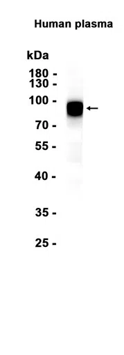 KLKB1 Rabbit Monoclonal Antibody - Size: 100µl
