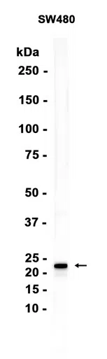 RAB13 Rabbit Monoclonal Antibody