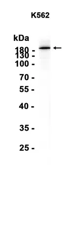 BRG1 Rabbit Monoclonal Antibody - Size: 50µl