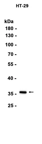 GAL4 Rabbit Monoclonal Antibody - Size: 100µl