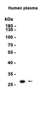 C1QA Rabbit Monoclonal Antibody