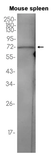 COX2 Rabbit Monoclonal Antibody - Size: 100µl