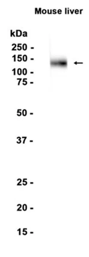 LAMP1 Rabbit Monoclonal Antibody - Size: 100µl